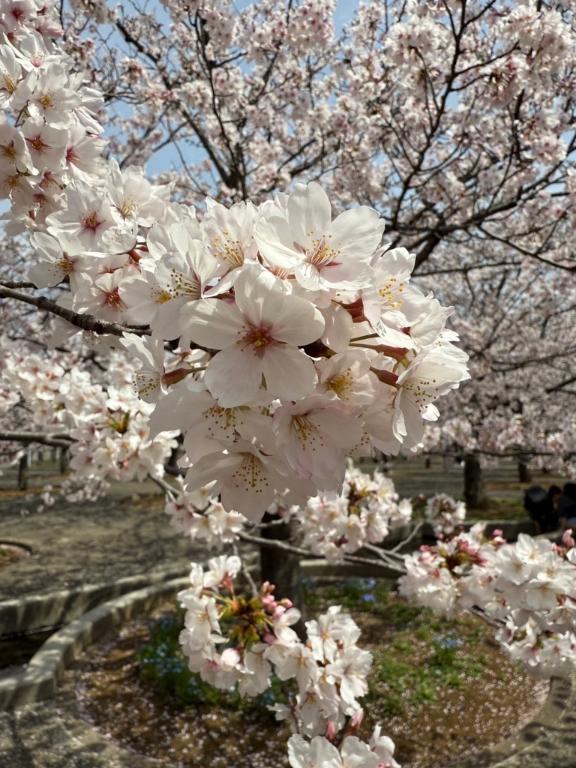 なつみの写メ日記