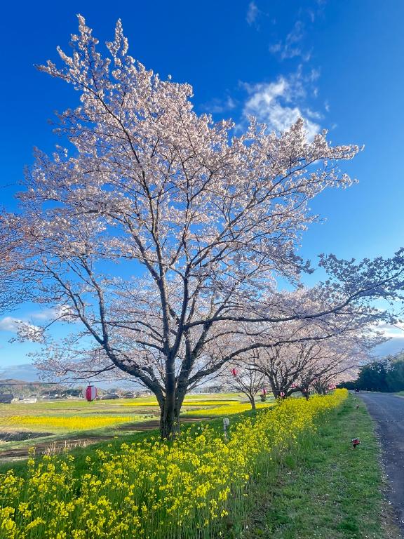 まいの写メ日記
