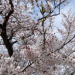 ねね|茨城水戸ちゃんこの写メ日記