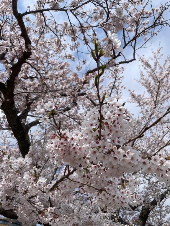 ねねの写メ日記