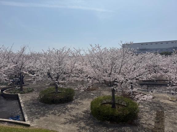 なつみの写メ日記