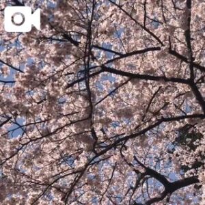 さやか【業界未経験】|水戸デリヘルの写メ日記