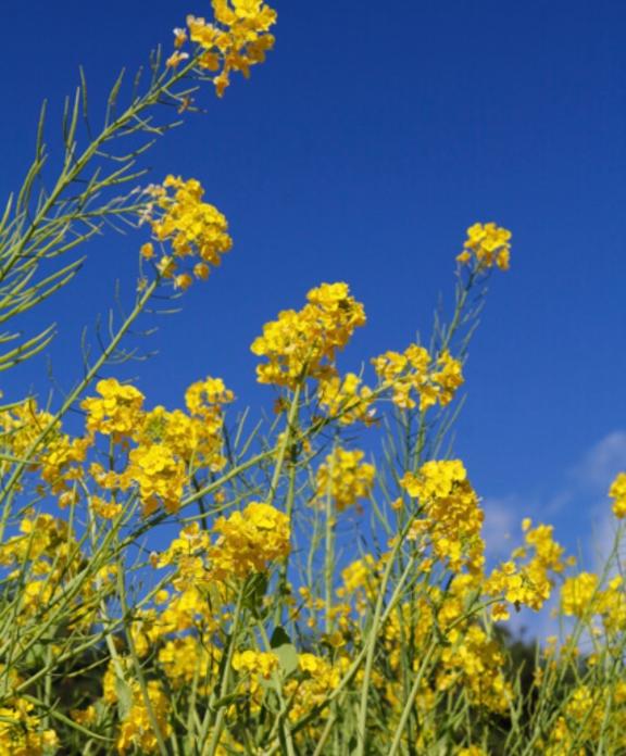 なつみの写メ日記