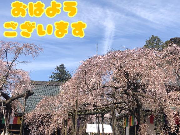 さやかの写メ日記