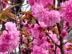 あこ【業界未経験】|水戸デリヘルの写メ日記