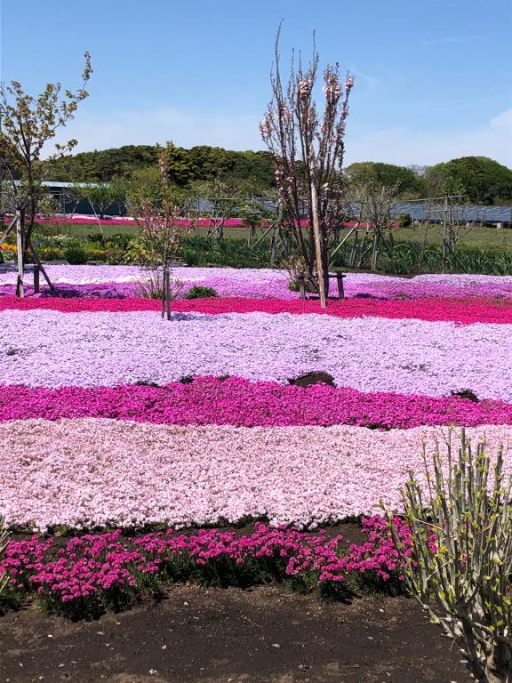 なつみの写メ日記