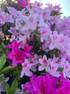 まい【業界未経験】｜水戸デリヘルの写メ日記