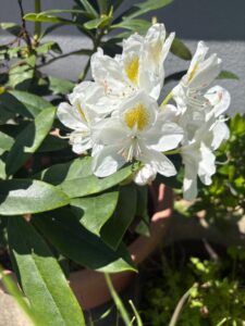 りか【業界未経験】｜水戸デリヘルの写メ日記