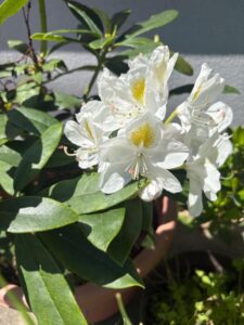 りか【業界未経験】｜水戸デリヘルの写メ日記