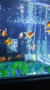 ねお【業界未経験】｜水戸デリヘルの写メ日記