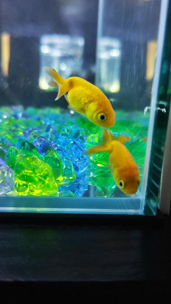 ねおの写メ日記