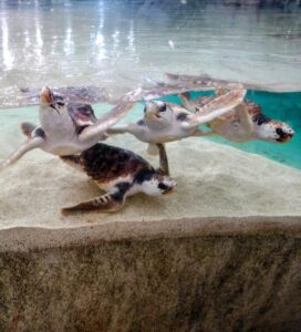 あやね【業界未経験】｜水戸デリヘルの写メ日記