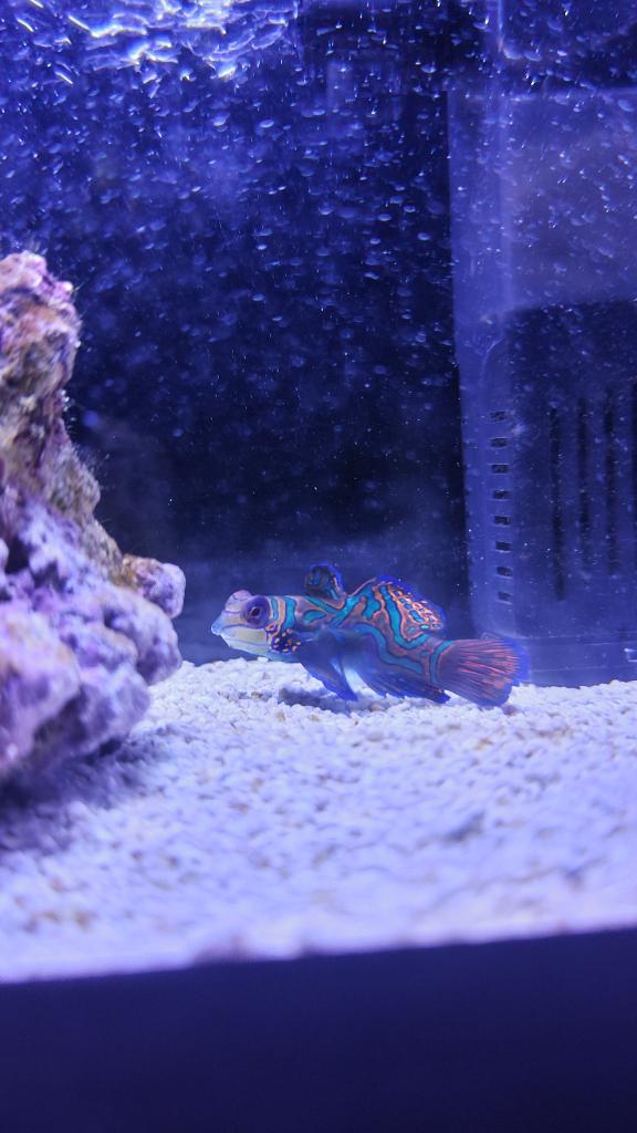 ねおの写メ日記